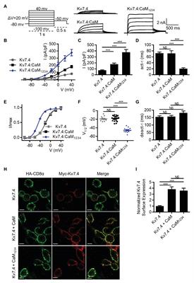 The S2–S3 Loop of Kv7.4 Channels Is Essential for Calmodulin Regulation of Channel Activation